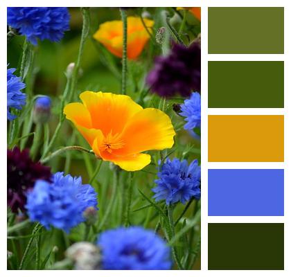 Cornflowers Gold Poppy Californian Poppy Image